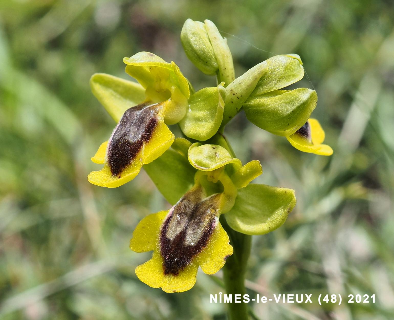 Ophrys, Yellow